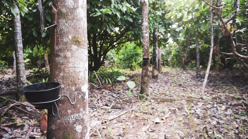 Rubber tree in forest Thailand.