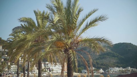 Beautiful palm trees on the beaches of Mallorca or Ibiza. Palm trees on the balearic islands in Spain