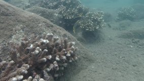 4k video of the coral reef of the Gorgona Island in Colombia