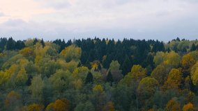 Video of forest with green and yellow and red trees in autumn cloudy day