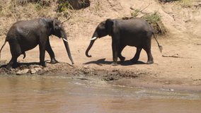 Male African elephants fight for dominance.