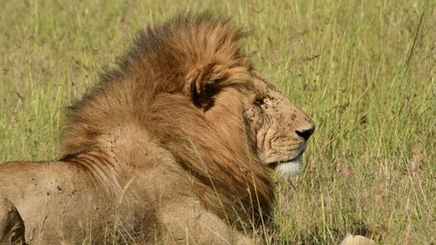 A breeze blows the mane of a large male African lion as he sits in the grass in the Maasai Mara in Kenya.