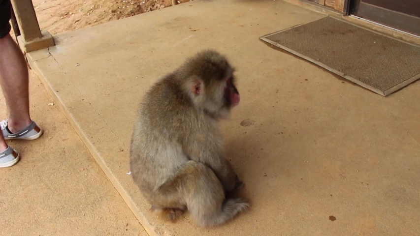 Monkey Sitting in Iwatayama Monkey Park in Kyoto Japan