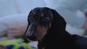 Funny black and tan dachshund sleeps in owner bed  suddenly wakes up. Indoors, blue background, close up video