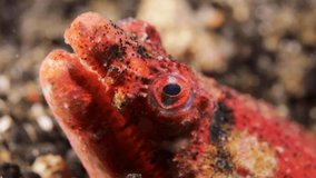 A close up view of a prehistoric red reptilian snake eel poking its head out of a black sand reef on a night dive in Indonesia