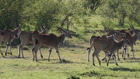 A large eland bull with his harem of females move through the Maasai Mara Reserve in Kenya.