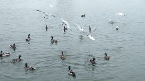 Male ducks swimming in the lake, slow motion footage. Mallards feeding bread in summer day