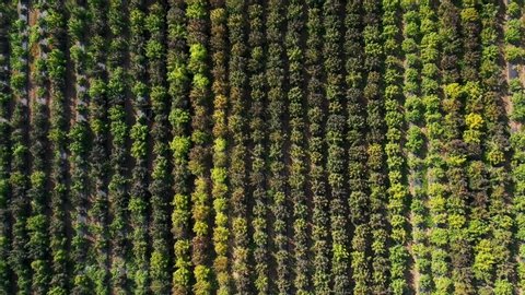 Aerial view of a field of hemp to be harvested for the production of CBD oil in Southern Oregon