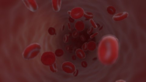 Red blood cells rushing down an artery. Camera follows. 24fps. 4k.