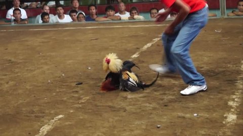 SAN PABLO CITY, LAGUNA, PHILIPPINES – JUNE 15, 2015: Laguna, Philippines - June 15, 2015: Becoming a vicious sport, cockfight referee declaring the winning cock in the cockpit. Public Event