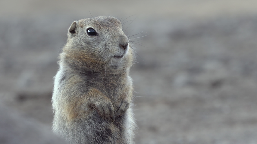 Portrait of Arctic ground squirrel. Cute curious wild animal of genus of medium sized rodents of squirrel family. Kamchatka Peninsula, Russian Far East, Eurasia.