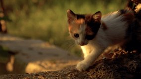 Tiny multicolored kitten is meowing and walking on the garden wall in slow motion.