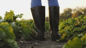 A farmer in rubber boots walks between rows of beets in the field, close-up of legs, low angle, slow-motion 4k video