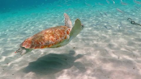 Swimming green sea turtle (Chelonia mydas), white sand and shallow tropical sea. Swimming with ocean wildlife. Underwater video from scuba diving with turtles. Marine animal footage from snorkeling. 