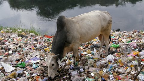 Delhi NCR / India – October 2019: Household waste scattered in a landfill at a riverside - environmental pollution. Still shot of an Indian bull eating plastic and trash at dumping site 