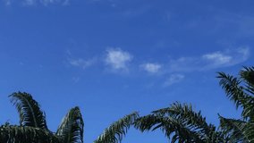 Nature TimeLapse of Tropical palm leaves moving against beautiful sunny blue sky with white puffy & fluffy clouds in spring summer sunshine day, travel & weather forecast concept for documentary video