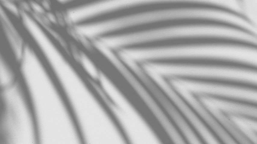 Closeup the motion of shadow palm leaves on a white wall background. | Shutterstock HD Video #1039676984