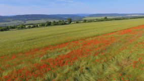 Aerial footage of a flight over a red poppy field and a wheat field with hills and mountains in the distance on a clear spring day.
