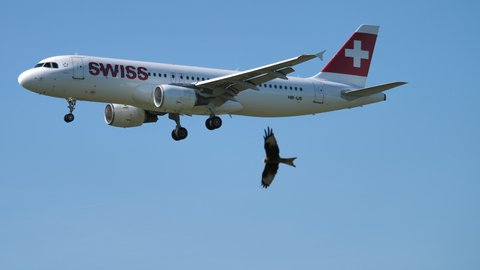 Airbus A320 plane with big bird close to runway in landing configuration at Zuerich airport. CH Switzerland. 11th Oct. 2019