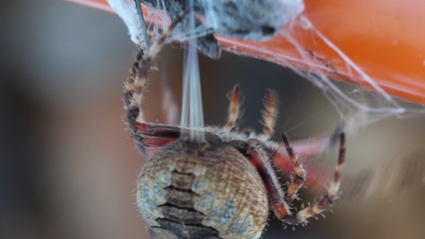 Macro close-up of a spider's spinnerets as the spider pulls webbing out of it's abdomen to wrap its prey. Royalty-Free Stock Footage #1039685573