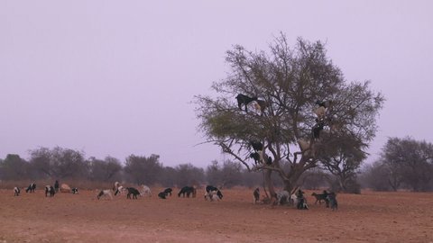 Long shot of herd of Goats Climb The Argan Tree And Eat, Morocco
