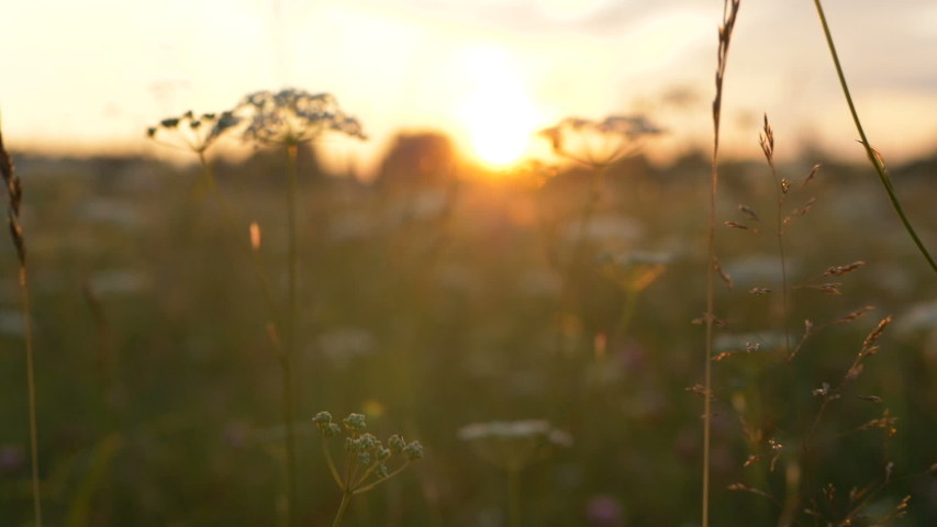 bright yellow sun disk rises hidden behind pictorial white wild flowers and green grass extreme close low angle shot