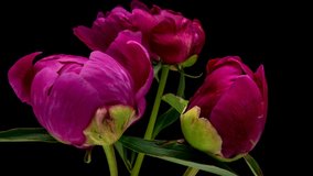 Beautiful pink peony flowers bouquet background. Blooming roses flower open, time lapse, close-up. Wedding backdrop, Valentine's Day concept. Bouquet on black backdrop, closeup. 4K UHD timelapse