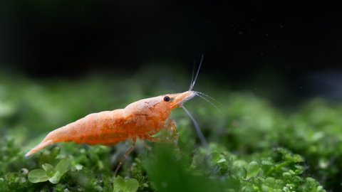Yellow dwarf shrimp eat some food from aquatic soil in fresh water aquarium tank.