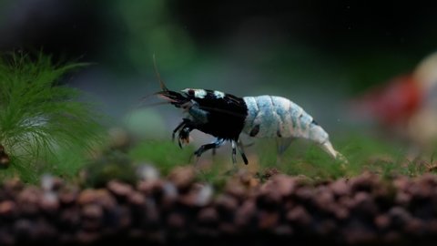 Blue bolt dwarf shrimp clean its legs and stay on aquatic soil then go to the back of aquarium tank. Concept of beautiful aquarium animals help people feel relaxation.