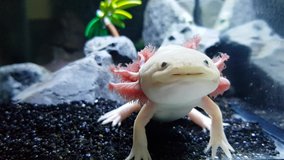 Axolotl video eating and swimming for oxygen