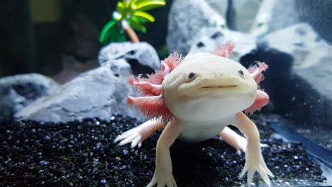 Axolotl video eating and swimming for oxygen
