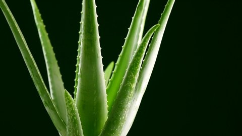Aloe Vera closeup. Aloevera plant rotated, natural organic renewal cosmetics, alternative medicine. Skin care concept Health care, skincare, moisturizing. Rotation isolated on black background. 4K UHD