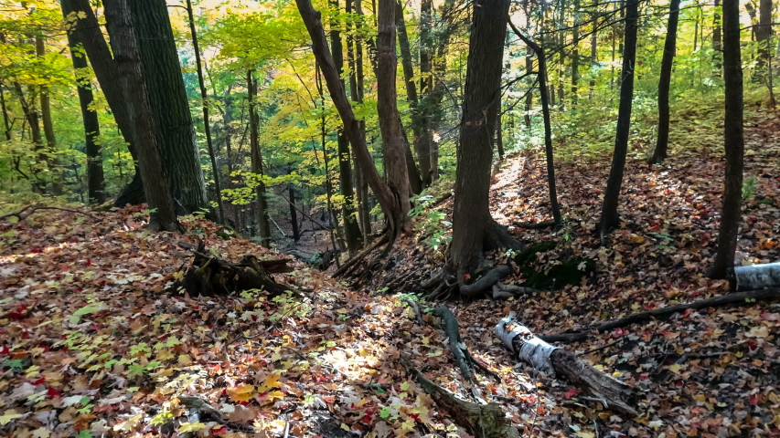 Picturesque Autumn landscape with rust-colored leaves that covers the ground