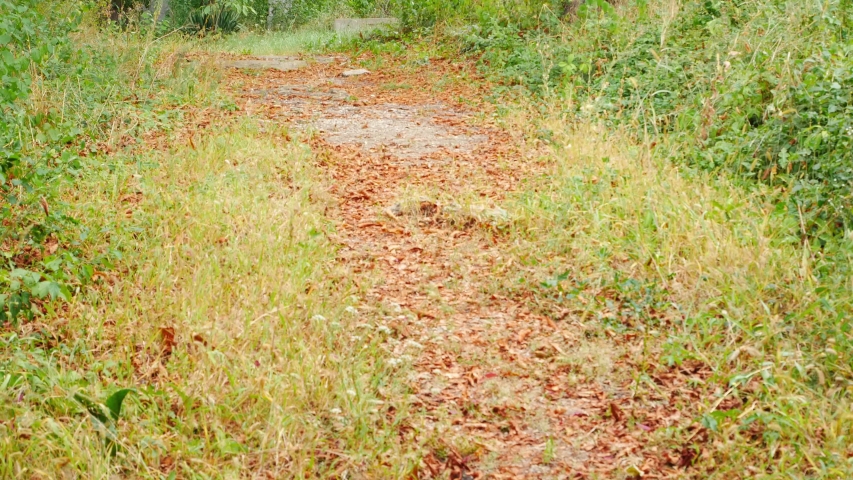 Tilt up shot of an abandoned cemetery. The graves can be seen surrounded by high and dense vegetation.
