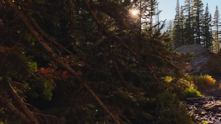 The sun peeks between the trees near a creek in Rocky Mountain National Park
