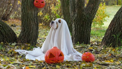 Funny dog sitting in ghost costume, carved pumpkins lie on ground, fallen leaves around. Beagle wear white blanket with holes for eyes and nose. Halloween time concept