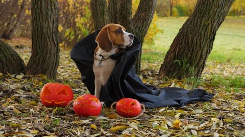 Dog wear dark cloak costume for halloween, Jack-O-Lanterns lie on the ground in front. Handsome Beagle portrait at autumn park, doggy look aside with attention, then turn head