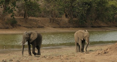 African Elephant, tree forest in Mana Pools NP, Zimbabwe in Africa. Wildlife scene from nature. Big animal in habitat.