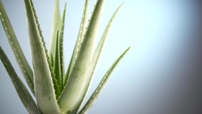 Aloe Vera closeup. Aloevera plant leaf, rotating, natural organic renewal cosmetics, alternative medicine. Skin care concept. Health care, skincare, moisturizing. Rotation On blue background. 4K UHD