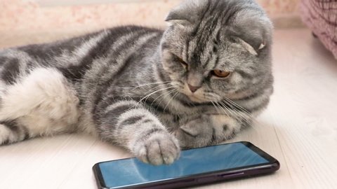 Scottish Fold smart cat playing in a smartphone. Funny pet and information technology.