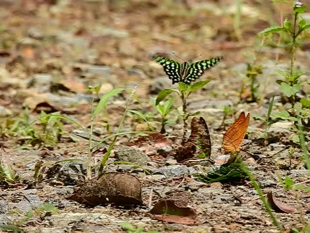 slow motion swallowtail butterfly and yellowgrass butterfly mud puddling