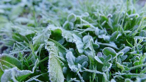 Autumn green leaves and grass in frost