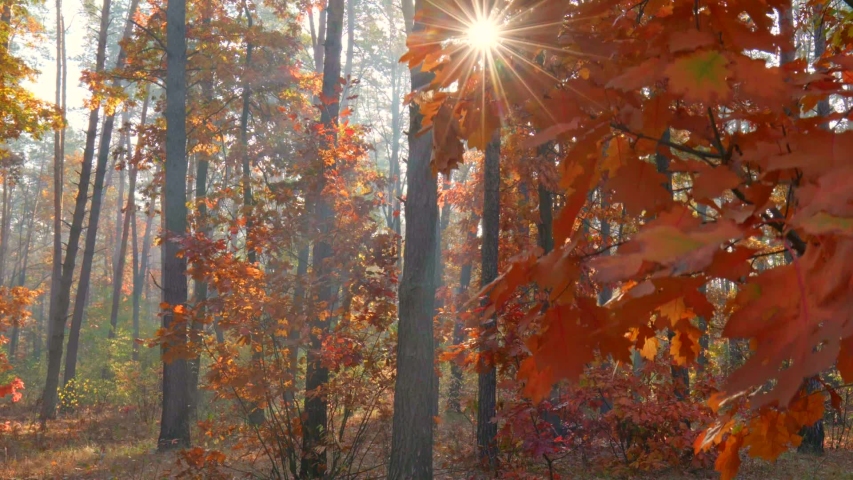 Autumn in the park. Red and orange autum trees at golden hour sunset. Gimbal shot