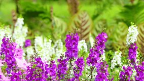 Beautiful fresh purple and white flower field closeup blur nature landscape background