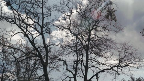 Scary atmosphere in the park, grey cloudly sky and bare tree branches waving in strong wind. Autumn sadness and depression, mystical processes in nature. Dramatic time lapse of bare dry trees on