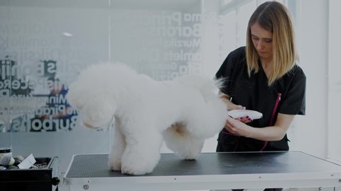 Bichon Fries at a dog grooming salon