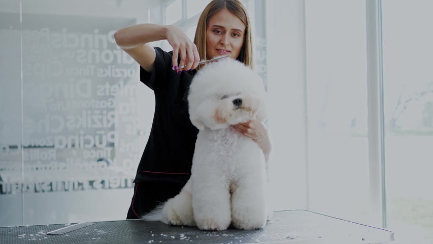 Bichon Fries at a dog grooming salon Royalty-Free Stock Footage #1039741451