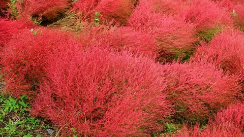 Kochia (summer cypress) is an annual plant native to dry lands in Eurasian Continent.