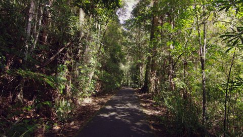 Lush Green Rainforest in Australian Rain Forest during Daytime. Wide Shot on 4k RED Camera