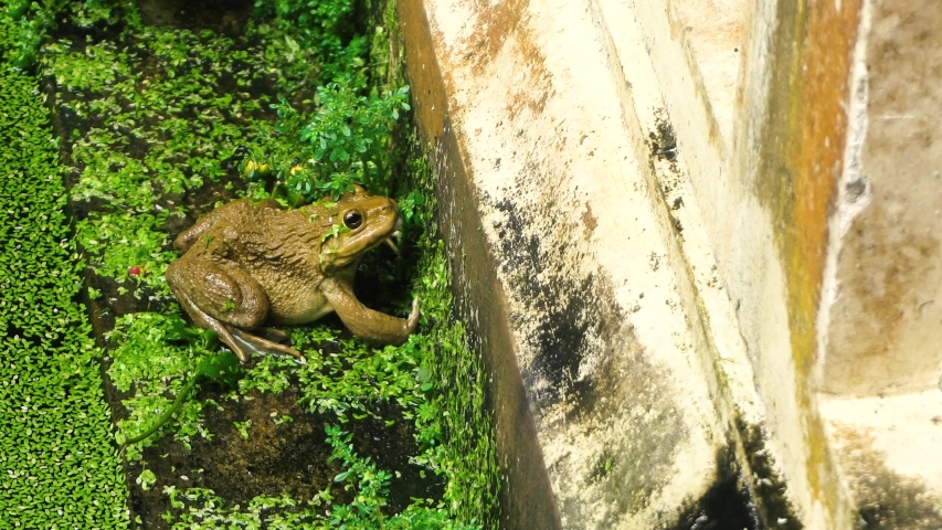 Huge frog in natural habitat in Asia. 